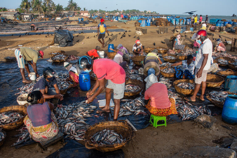 Shenal Silva - The-Fish-Selectors